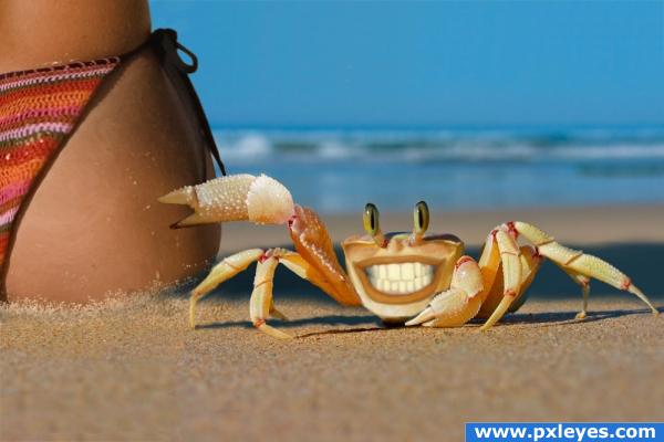 Naughty Crab